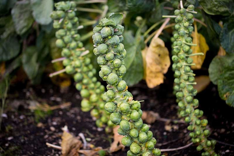 Pruning Brussels Sprouts: Tips for Success