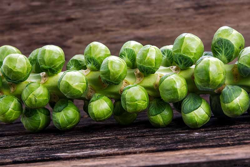 Pruning Brussels Sprouts: Tips for Success