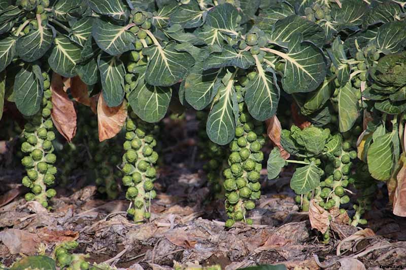 Pruning Brussels Sprouts: Tips for Success