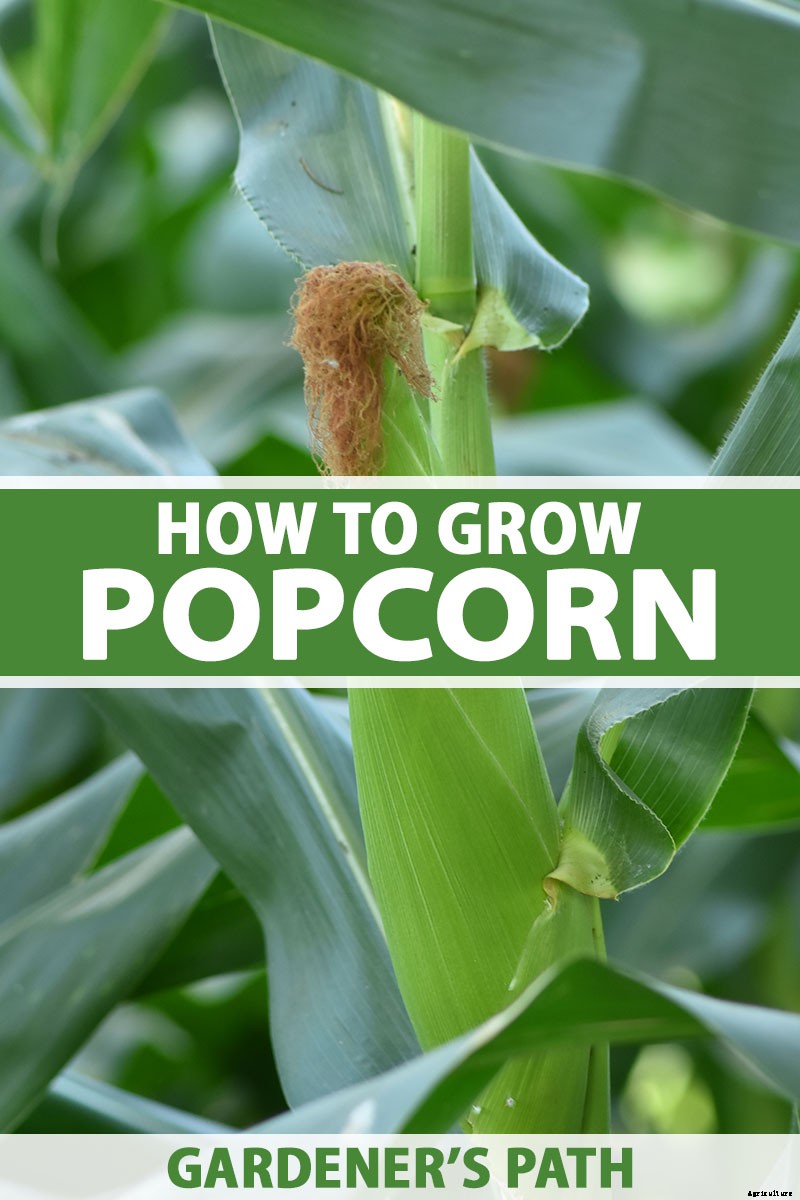 How to Plant and Grow Popcorn for DIY Gourmet Kernels