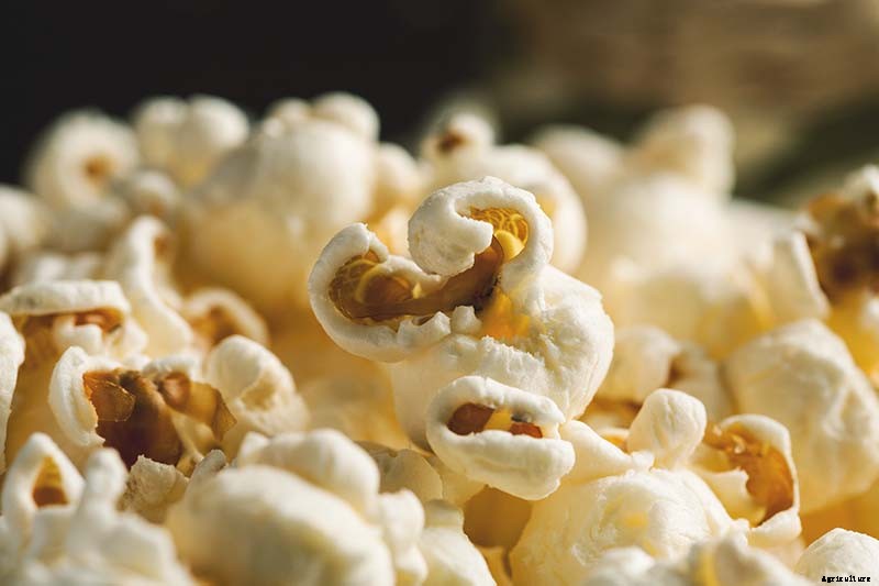 How to Plant and Grow Popcorn for DIY Gourmet Kernels
