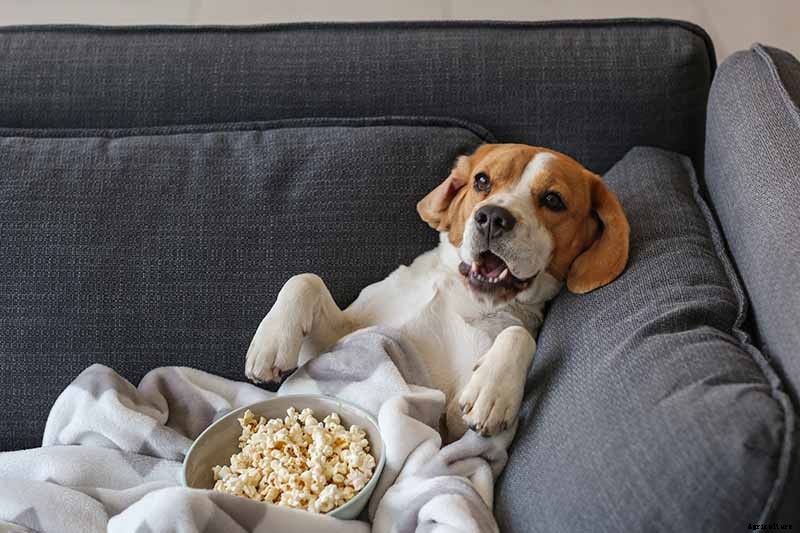 How to Plant and Grow Popcorn for DIY Gourmet Kernels