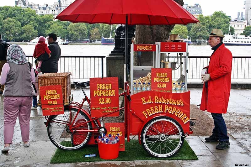 How to Plant and Grow Popcorn for DIY Gourmet Kernels