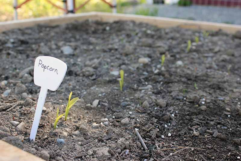 How to Plant and Grow Popcorn for DIY Gourmet Kernels