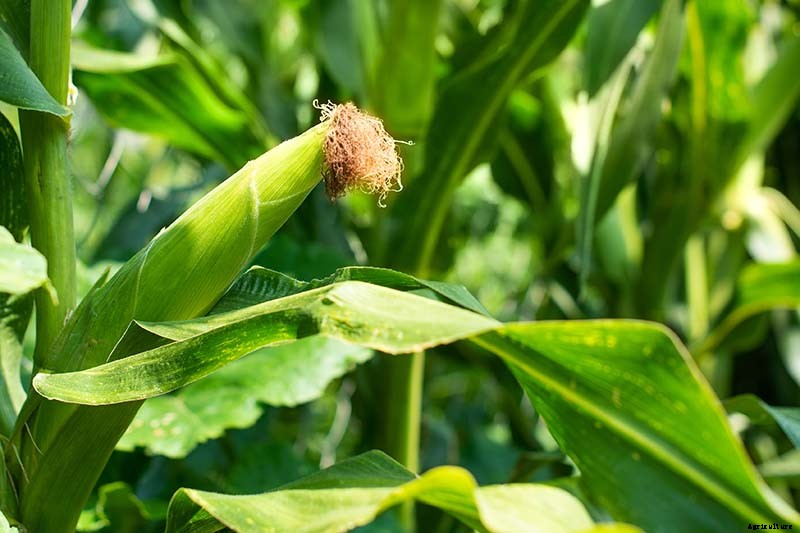 How to Plant and Grow Popcorn for DIY Gourmet Kernels