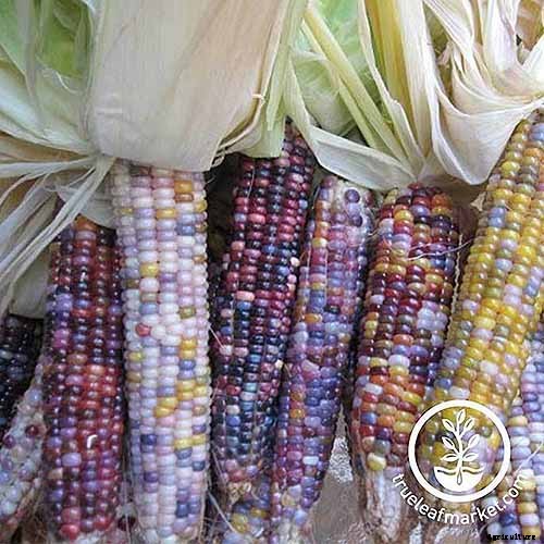 How to Plant and Grow Popcorn for DIY Gourmet Kernels