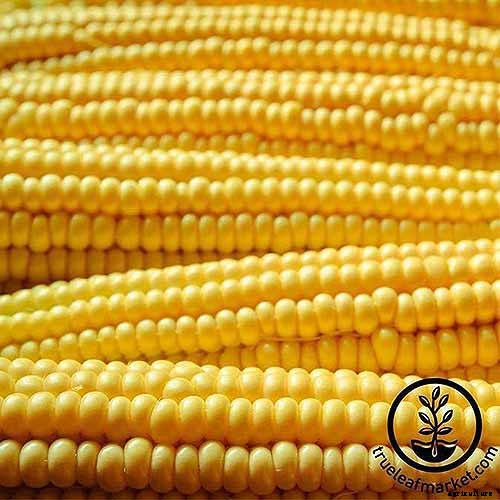 How to Plant and Grow Popcorn for DIY Gourmet Kernels