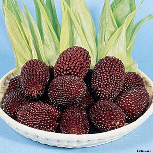 How to Plant and Grow Popcorn for DIY Gourmet Kernels