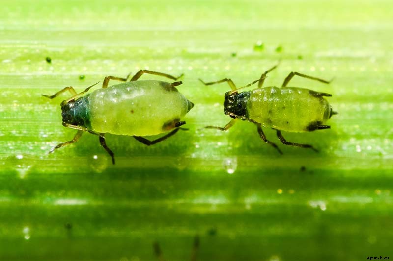 How to Plant and Grow Popcorn for DIY Gourmet Kernels