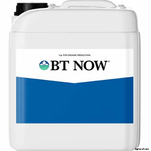 How to Plant and Grow Popcorn for DIY Gourmet Kernels