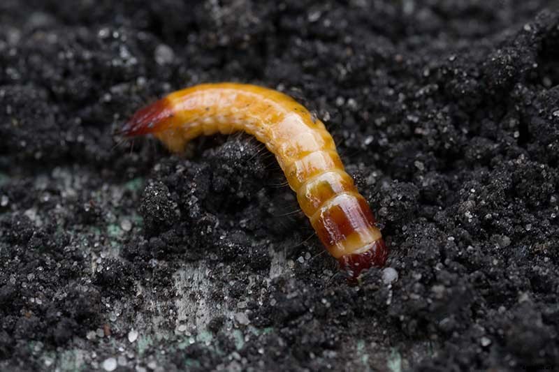 How to Plant and Grow Popcorn for DIY Gourmet Kernels