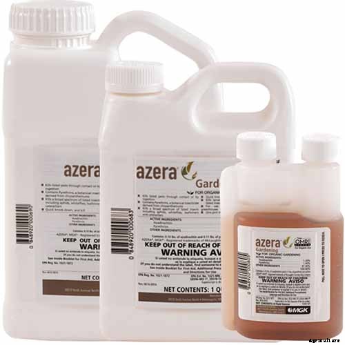 How to Plant and Grow Popcorn for DIY Gourmet Kernels