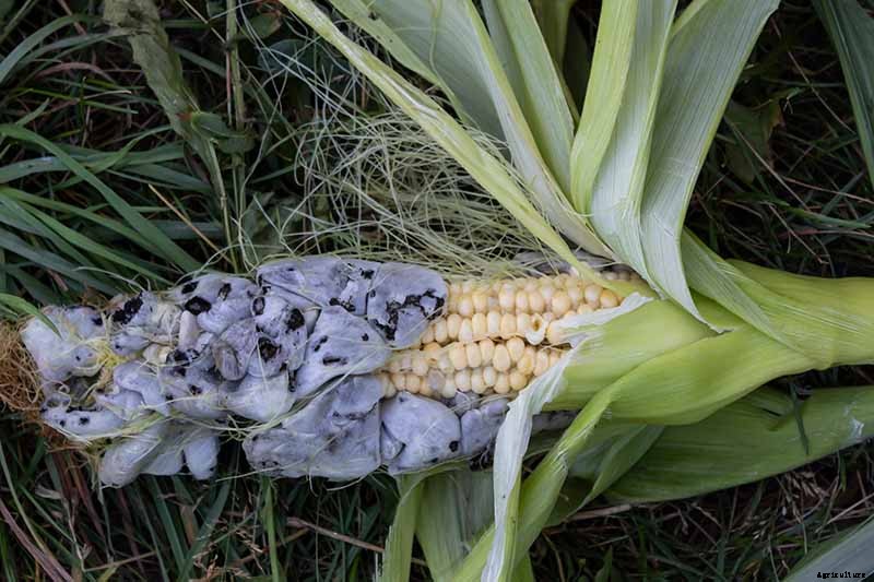 How to Plant and Grow Popcorn for DIY Gourmet Kernels