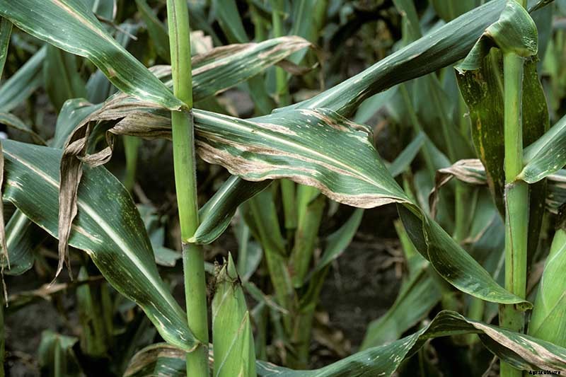 How to Plant and Grow Popcorn for DIY Gourmet Kernels