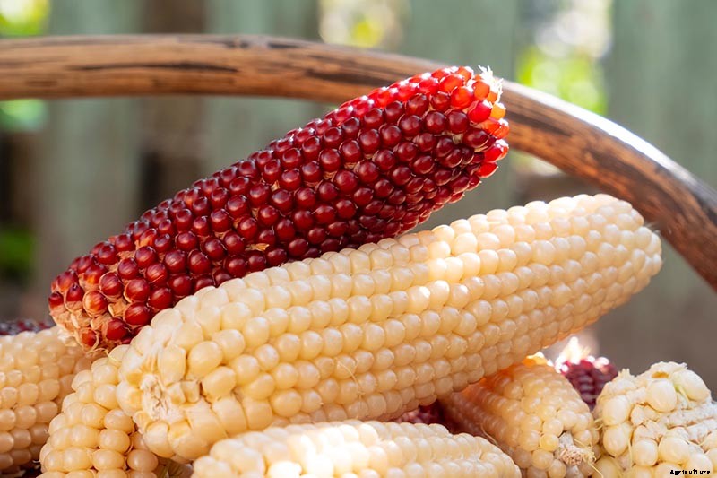 How to Plant and Grow Popcorn for DIY Gourmet Kernels