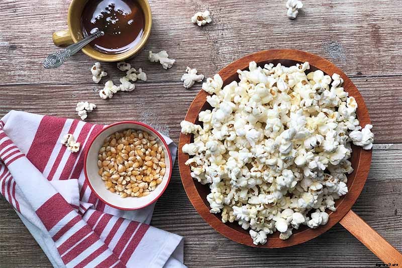 How to Plant and Grow Popcorn for DIY Gourmet Kernels
