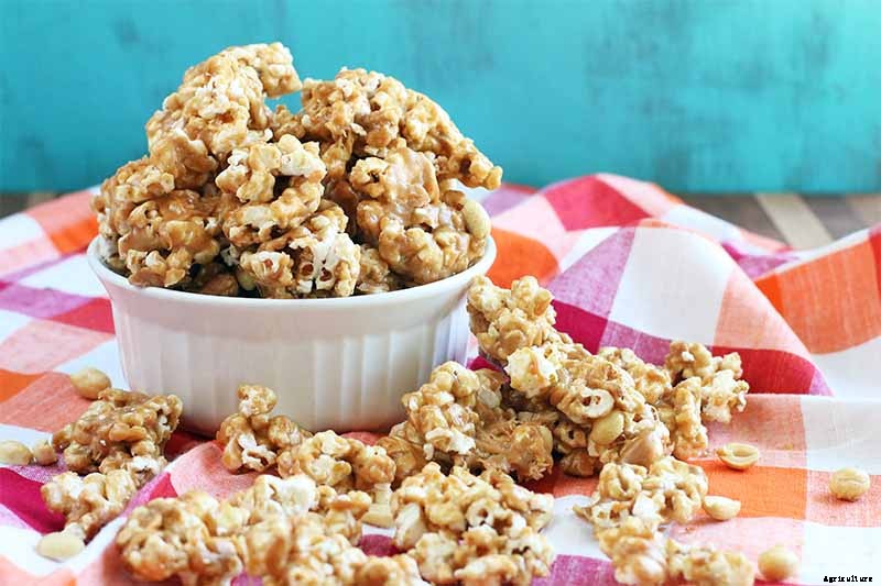 How to Plant and Grow Popcorn for DIY Gourmet Kernels