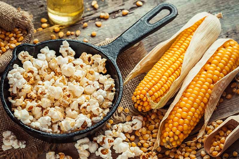 How to Plant and Grow Popcorn for DIY Gourmet Kernels