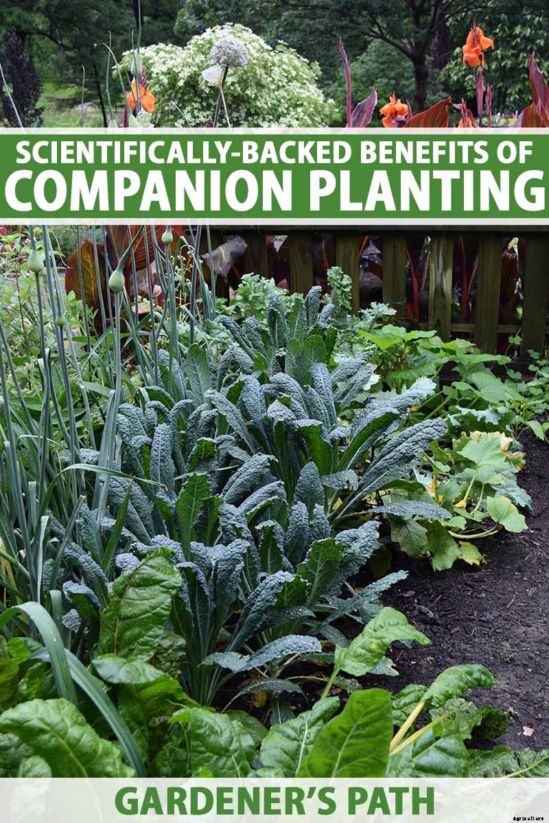 The Scientifically-Backed Benefits of Companion Planting