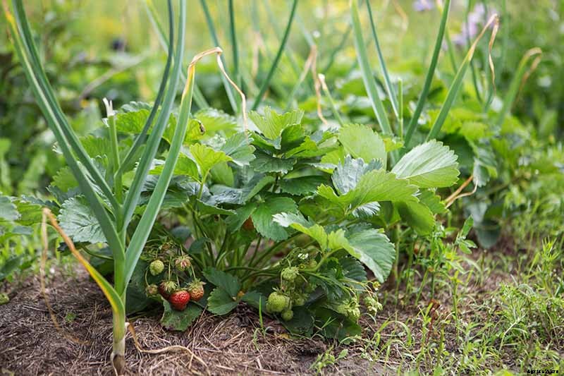 The Scientifically-Backed Benefits of Companion Planting