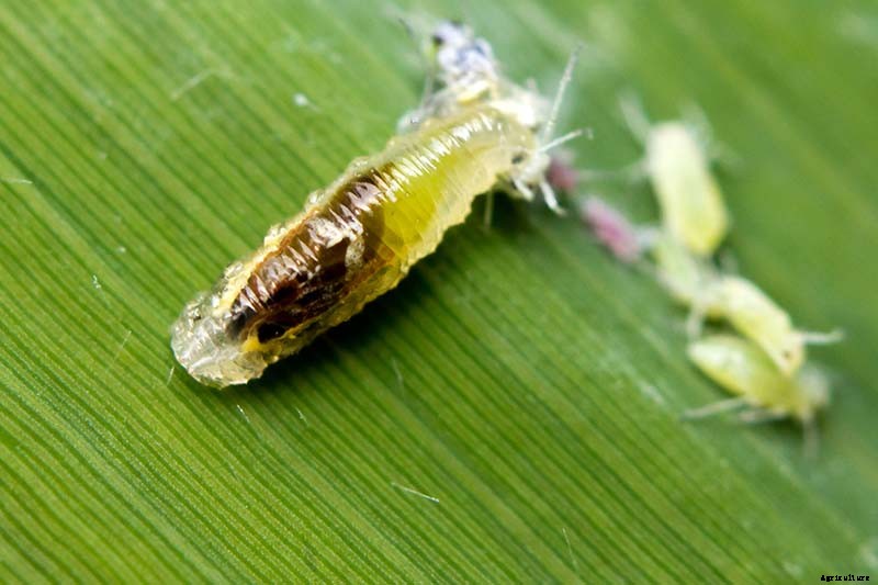 The Scientifically-Backed Benefits of Companion Planting