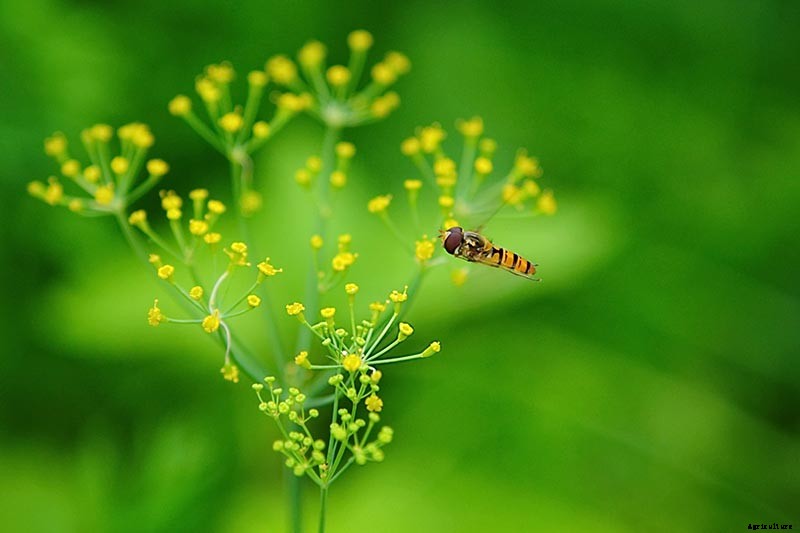 The Scientifically-Backed Benefits of Companion Planting