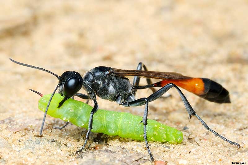 The Scientifically-Backed Benefits of Companion Planting