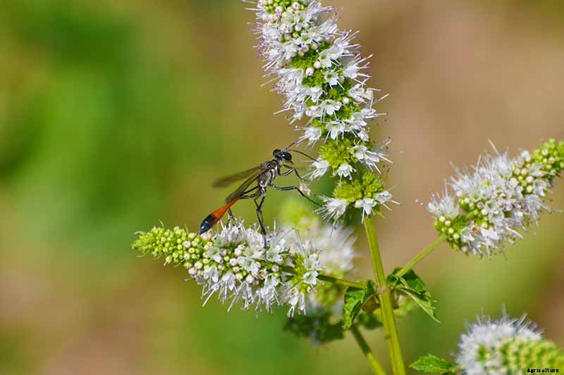 The Scientifically-Backed Benefits of Companion Planting