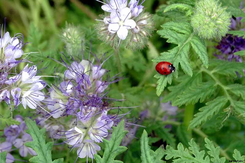 The Scientifically-Backed Benefits of Companion Planting