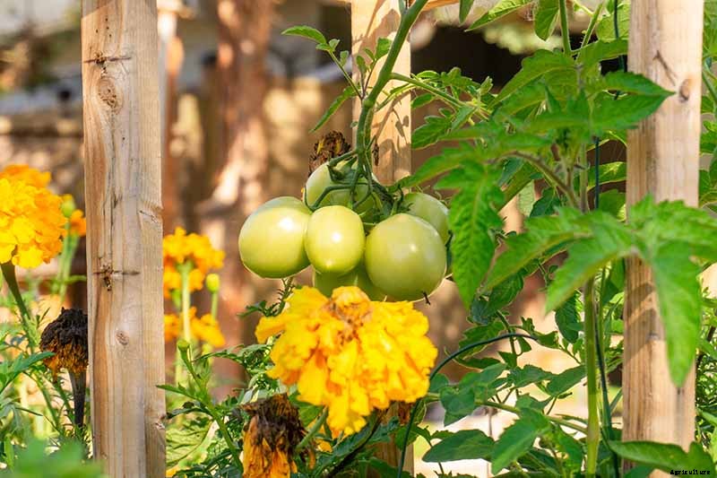 The Scientifically-Backed Benefits of Companion Planting