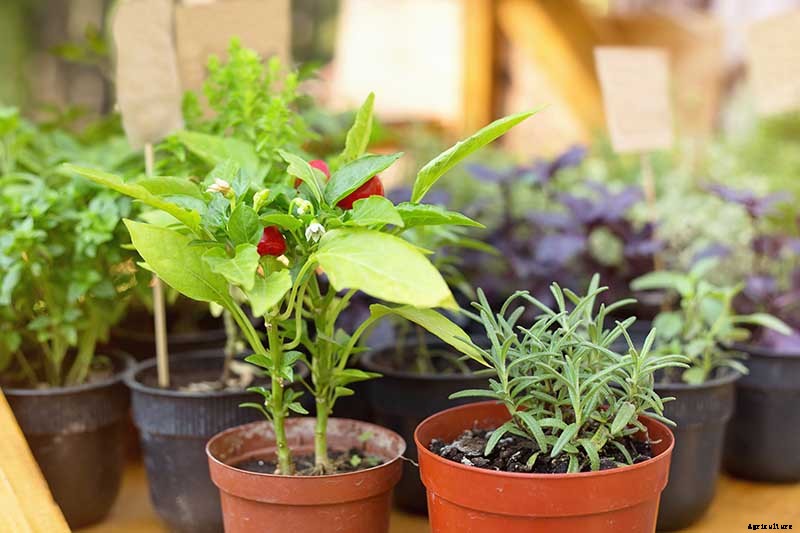The Scientifically-Backed Benefits of Companion Planting