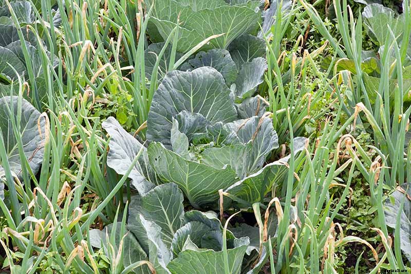 The Scientifically-Backed Benefits of Companion Planting