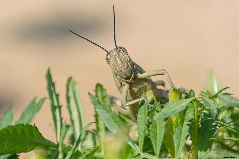 The Scientifically-Backed Benefits of Companion Planting