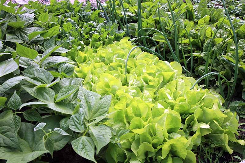 The Scientifically-Backed Benefits of Companion Planting