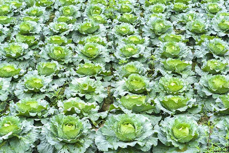 The Scientifically-Backed Benefits of Companion Planting