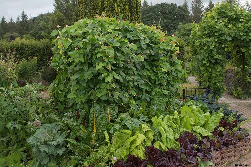 The Scientifically-Backed Benefits of Companion Planting