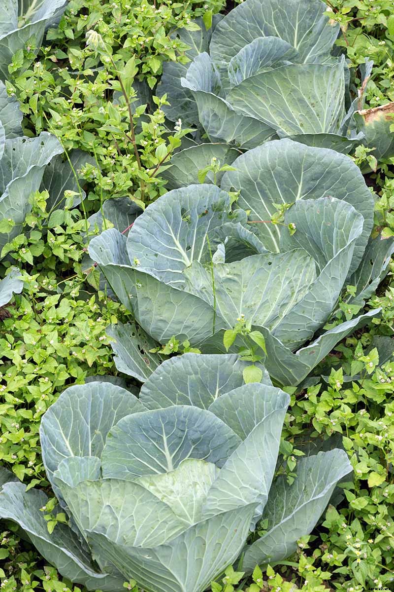 The Scientifically-Backed Benefits of Companion Planting