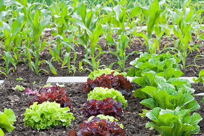 The Scientifically-Backed Benefits of Companion Planting