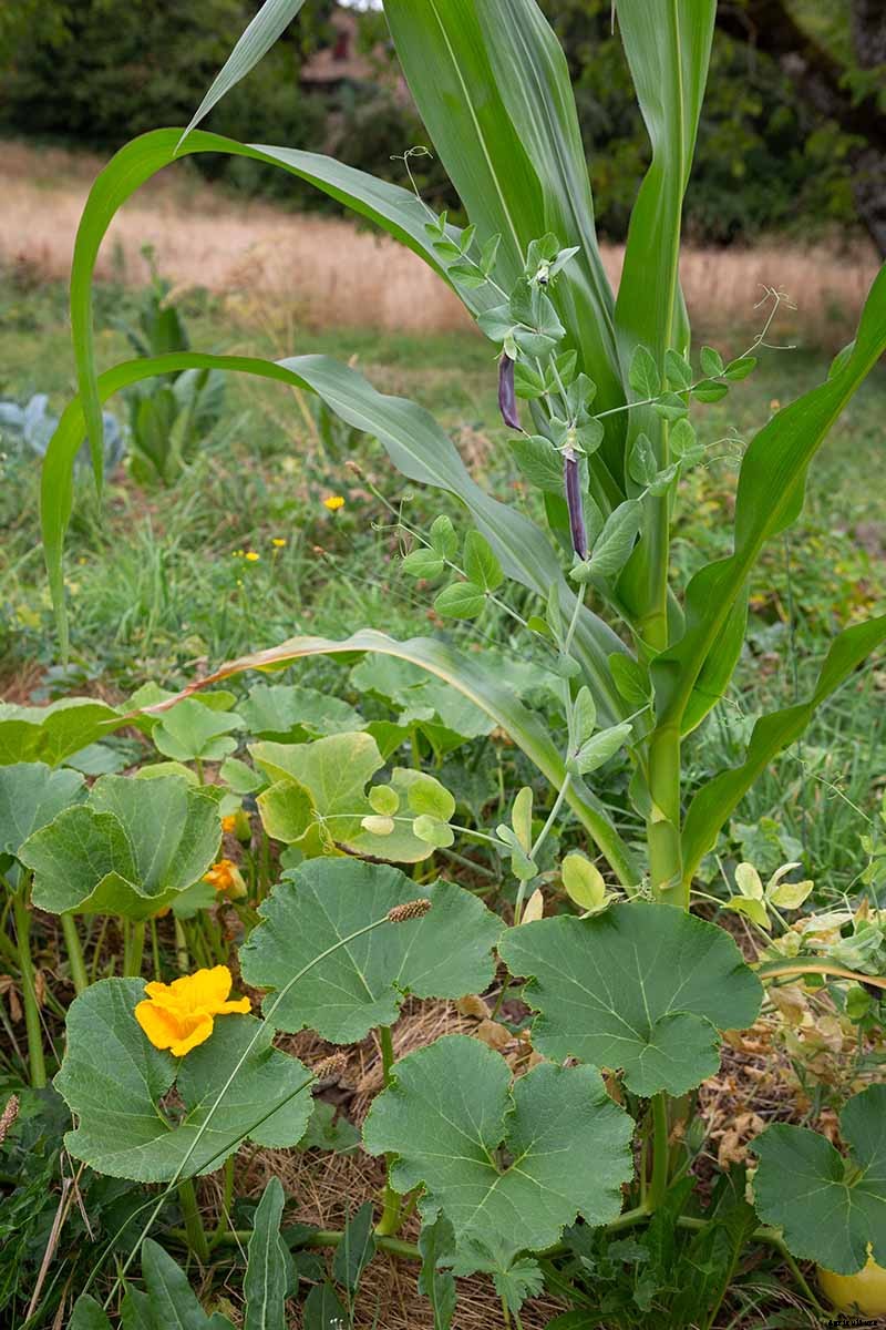 The Scientifically-Backed Benefits of Companion Planting