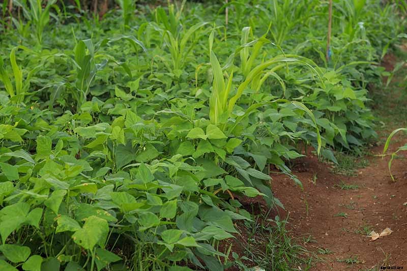 The Scientifically-Backed Benefits of Companion Planting