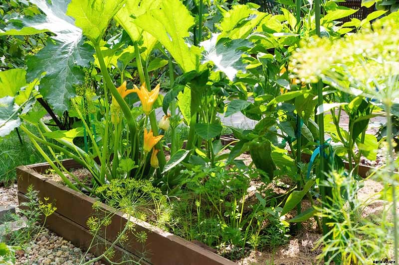 The Scientifically-Backed Benefits of Companion Planting