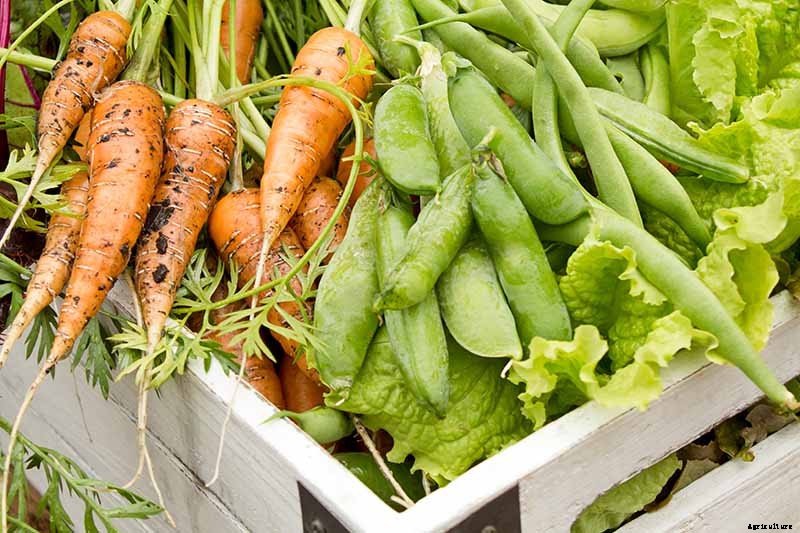 The Scientifically-Backed Benefits of Companion Planting