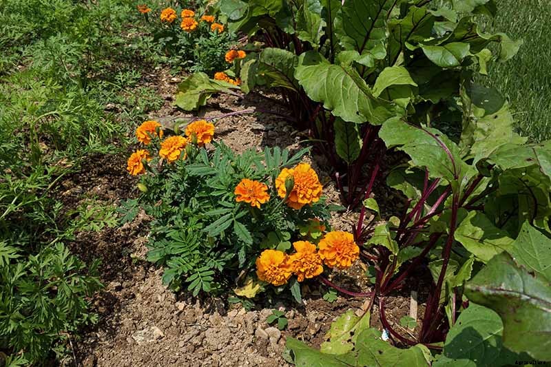 The Scientifically-Backed Benefits of Companion Planting