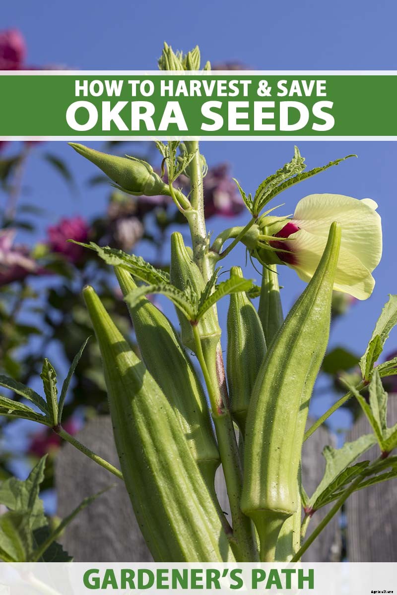 How to Save Okra Seeds for Planting