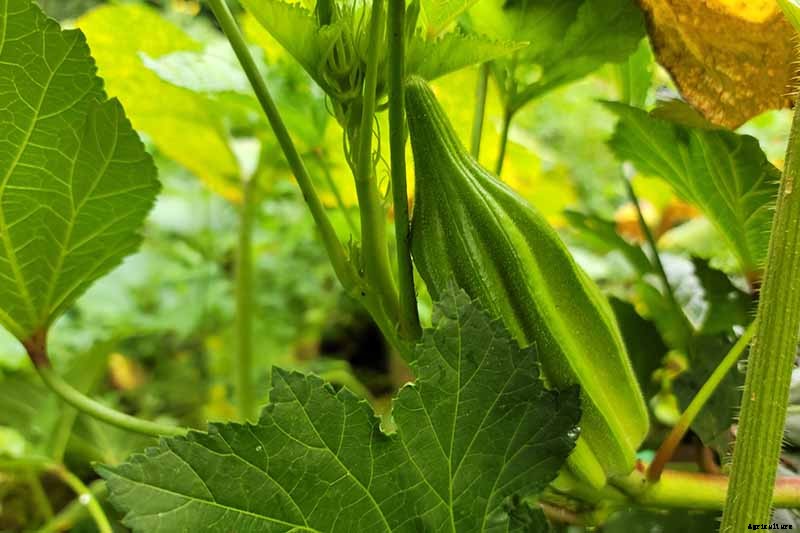 How to Save Okra Seeds for Planting