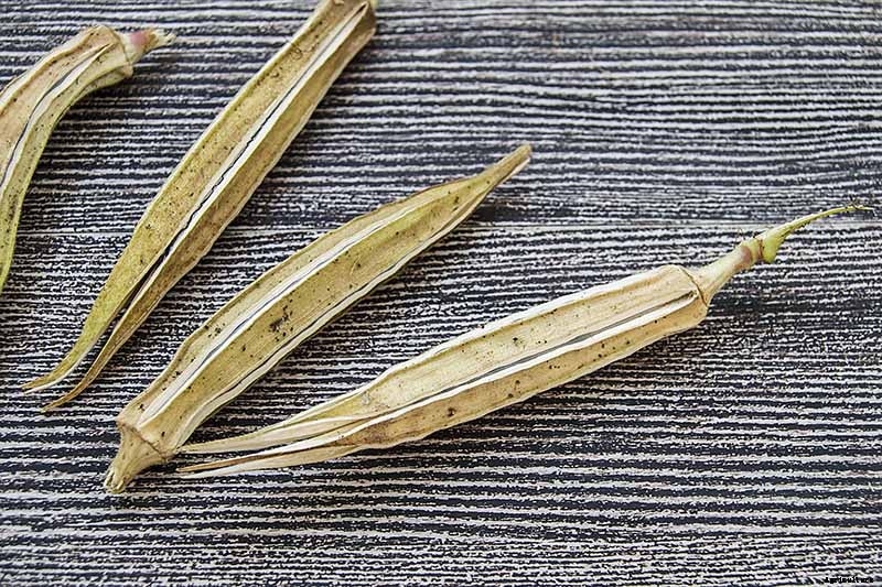 How to Save Okra Seeds for Planting