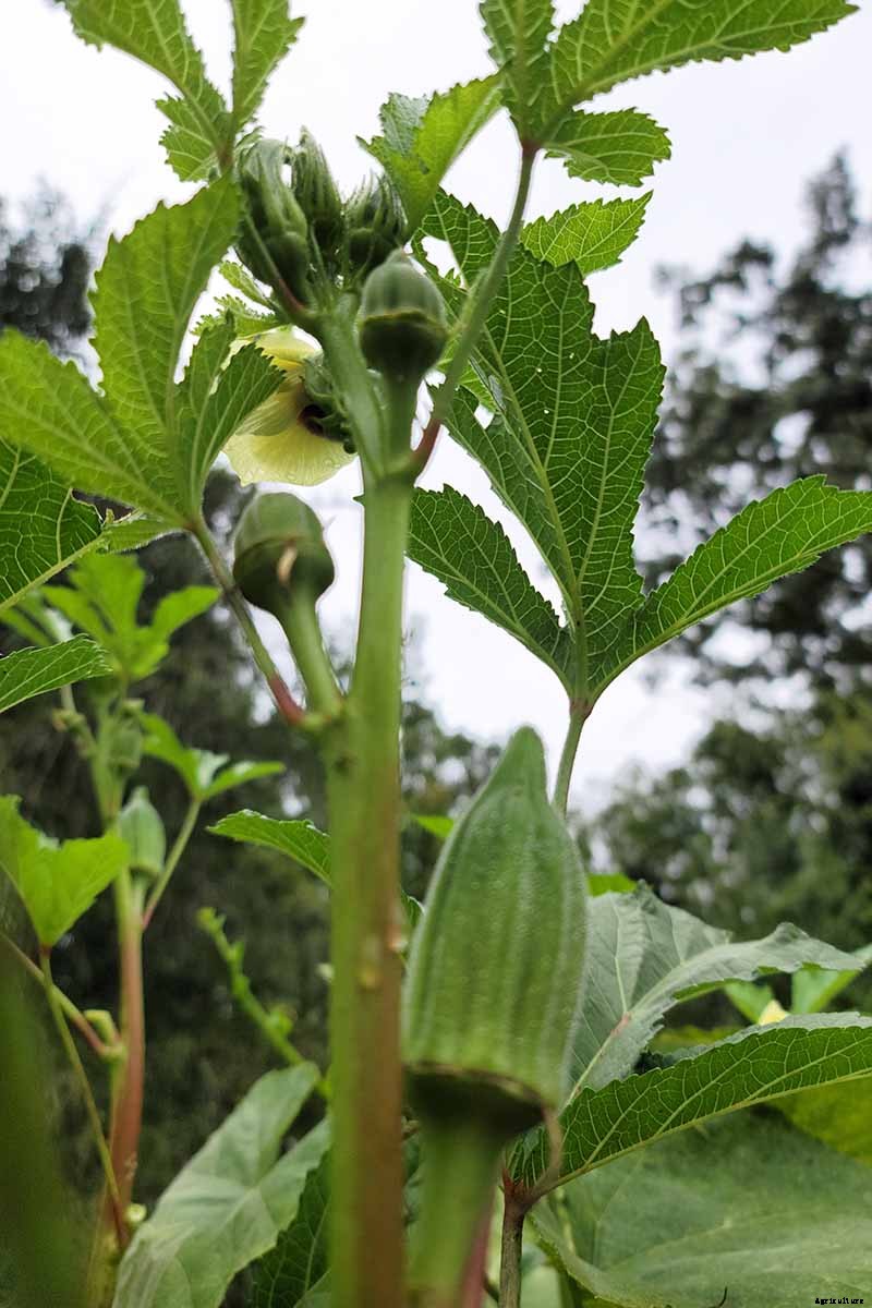 How to Save Okra Seeds for Planting