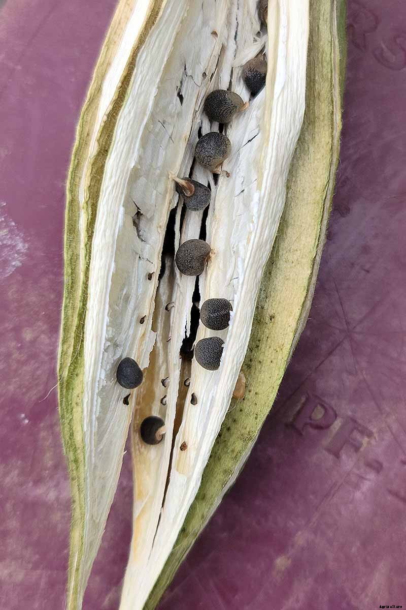 How to Save Okra Seeds for Planting