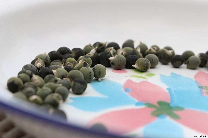 How to Save Okra Seeds for Planting