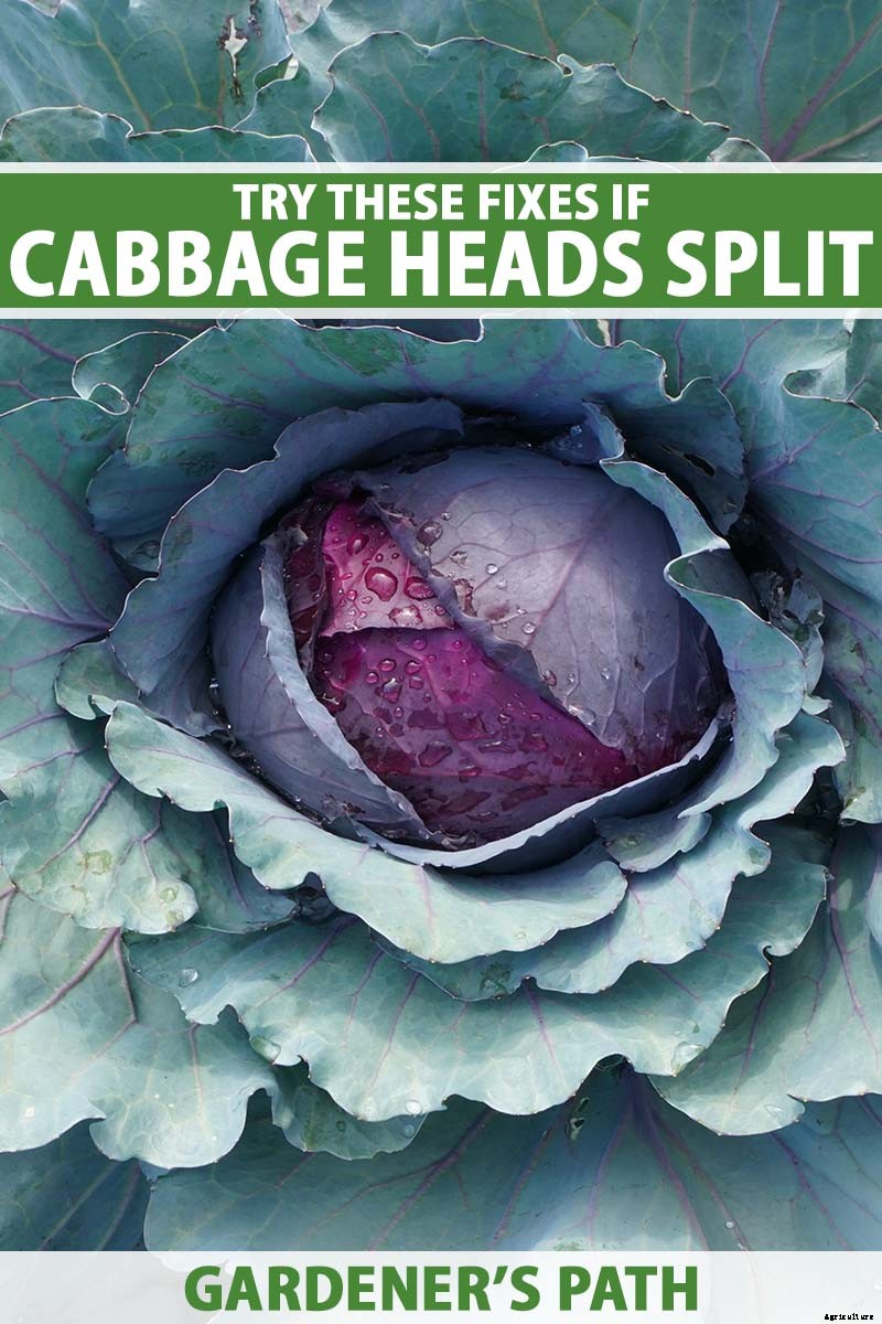 Try These Fixes if Cabbage Heads Split